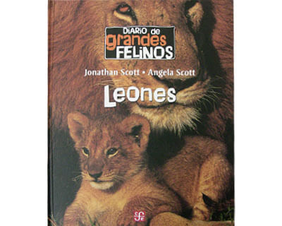 456_felinos_foce
