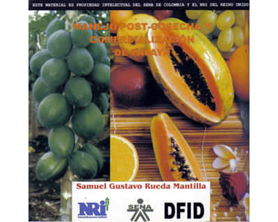 11_comercia_papaya_dida