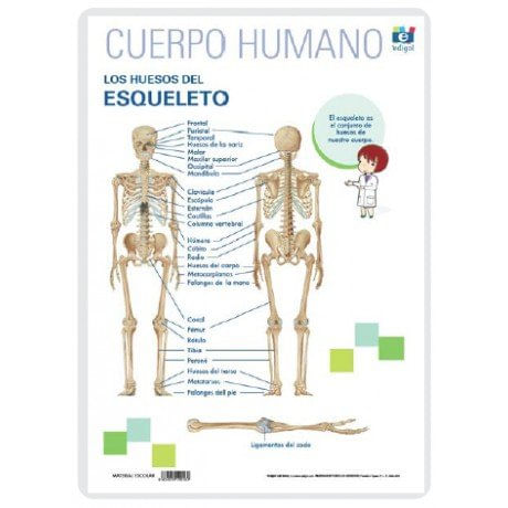 Lamina A3 Primaria Huesos Del Esqueleto (42X29)