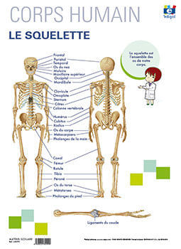 Lamina A3 Ep Le Squelette Frances (42X29)