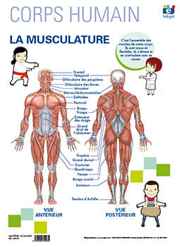 Lamina A3 Ep La Musculature Frances (42X29)
