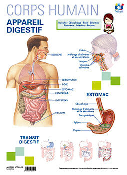 Lamina A3 Ep Appareil Digestif Frances (42X29)