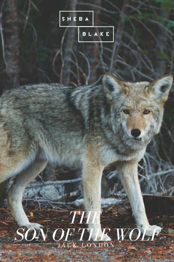 bw-the-son-of-the-wolf-sheba-blake-publishing-9783961898862