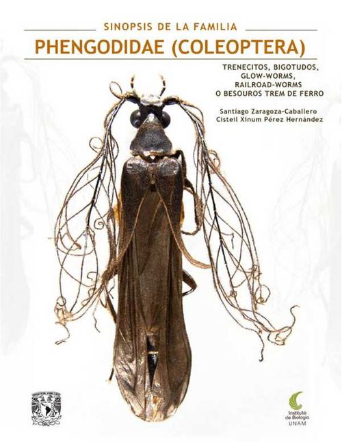 Sinopsis de la Familia Phengodidae Coleoptera Trenecitos bigotudos glowworms railroadworms o besouros trem de ferro