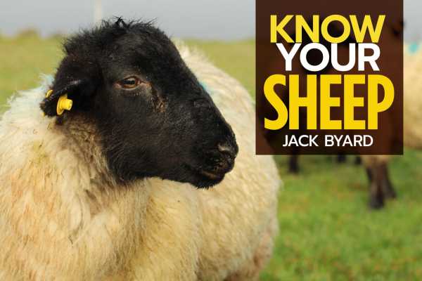 bw-know-your-sheep-old-pond-books-9781912158720