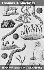 bw-the-north-american-slimemoulds-good-press-4064066208950