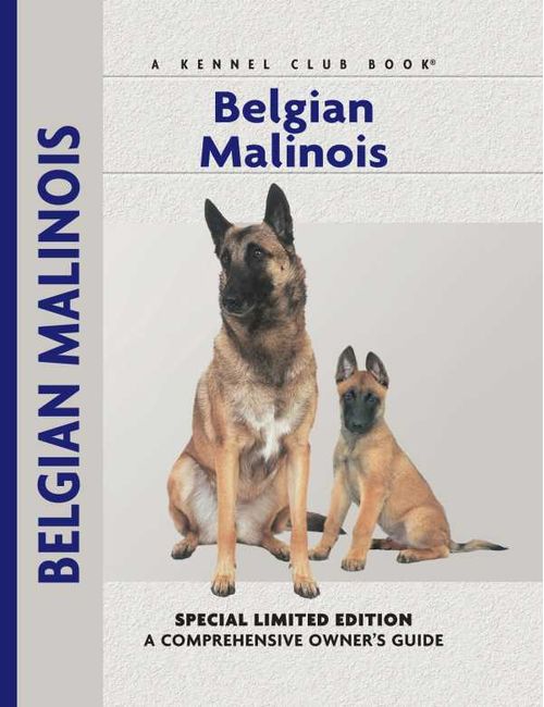 Belgian Malinois