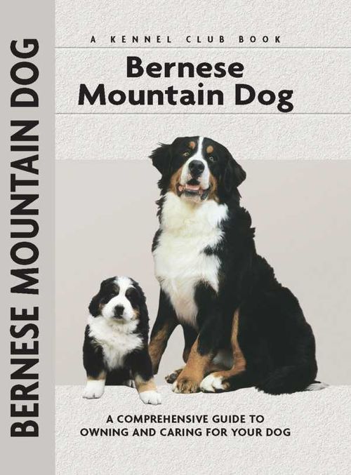 Bernese Mountain Dog