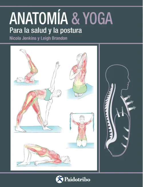 Anatomia  Yoga