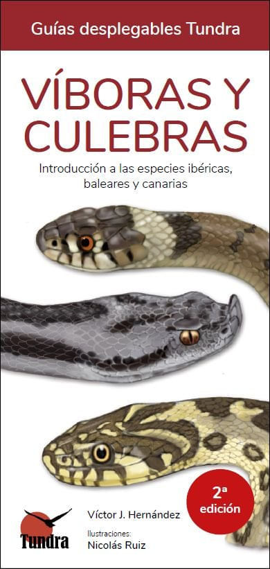 VIBORAS Y CULEBRAS