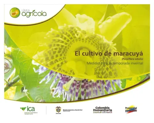 El cultivo de maracuya Passiflora edulis medidas para la temporada invernal