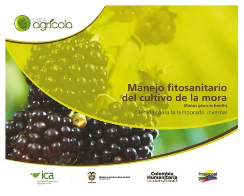 Manejo fitosanitario del cultivo de la mora Medidas para la temporada invernal