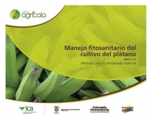 Manejo fitosanitario del cultivo del platano Medidas para la temporada invernal