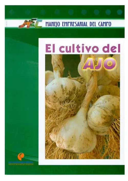 El cultivo del ajo
