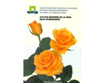 Cultivo moderno de la rosa bajo invernadero