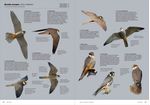 AVES DE EUROPA IDENTIFICACION DE TODAS LAS ESPECIES Y PLUMA