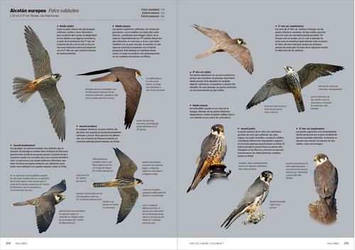 AVES DE EUROPA IDENTIFICACION DE TODAS LAS ESPECIES Y PLUMA