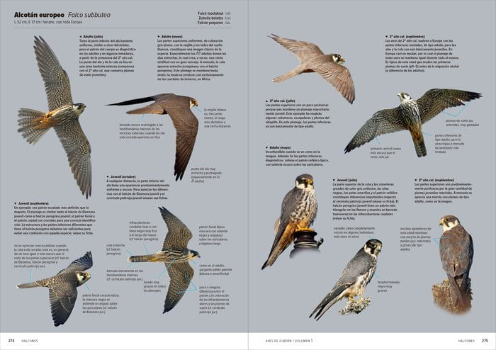 AVES DE EUROPA IDENTIFICACION DE TODAS LAS ESPECIES Y PLUMA