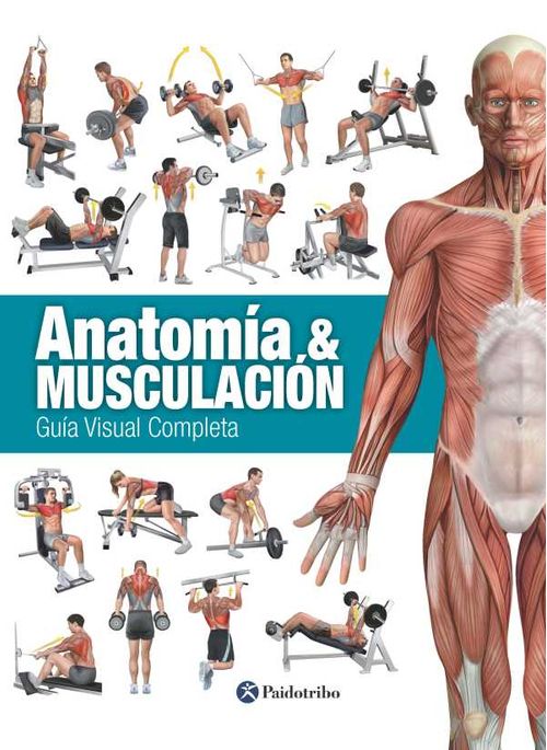 Anatomía Musculación
